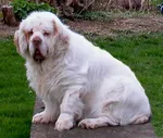 topnotchdog